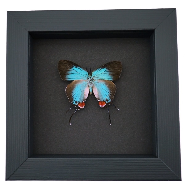 Evenus Regalis Female Butterfly Regal Hairstreak Framed Taxidermy Moonlight Display
