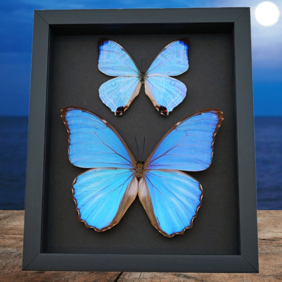 Mother of Pearl Butterflies Purple Morpho Butterfly Collection Moonlight Display Framed Taxidermy Mother of Pearl Butterflies Purple Morpho Butterfly Collection Moonlight Display Framed Taxidermy