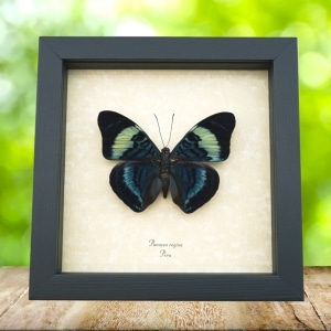 Queen Flasher Butterfly Panacea regina Framed Taxidermy Display