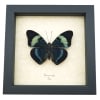 Queen Flasher Butterfly Panacea regina Framed Taxidermy Display