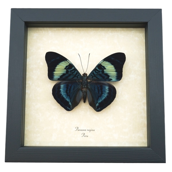 Queen Flasher Butterfly Panacea regina Framed Taxidermy Display