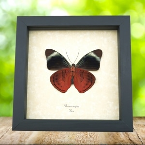 Queen Flasher Butterfly Panacea regina Verso Framed Taxidermy Display
