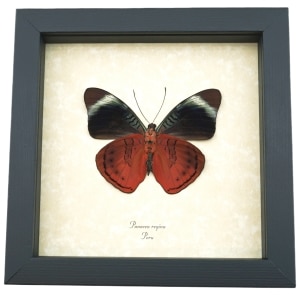 Queen Flasher Butterfly Panacea regina Verso Framed Taxidermy Display