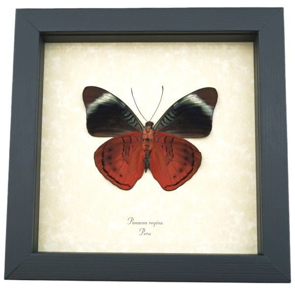 Queen Flasher Butterfly Panacea regina Verso Framed Taxidermy Display