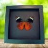 Queen Flasher Butterfly Panacea regina Verso Framed Taxidermy Moonlight Display