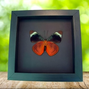 Queen Flasher Butterfly Panacea regina Verso Framed Taxidermy Moonlight Display