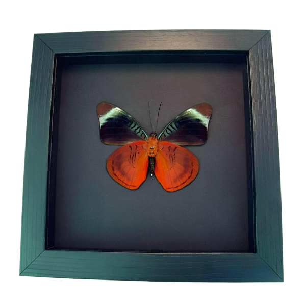 Queen Flasher Butterfly Panacea regina Verso Framed Taxidermy Moonlight Display