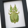 Green Walking Leaf Insect Phyllium Pulchrifolium Female Framed Taxidermy Classic Black Display