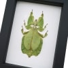 Green Walking Leaf Insect Phyllium Pulchrifolium Female Framed Taxidermy Classic Black Display
