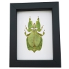 Green Walking Leaf Insect Phyllium Pulchrifolium Female Framed Taxidermy Classic Black Display