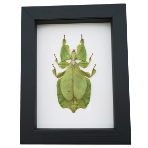 Green Walking Leaf Insect Phyllium Pulchrifolium Female Framed Taxidermy Classic Black Display