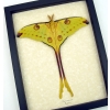Resting Comet Moth Argema Mittrei Male Framed Moon Moth Taxidermy Display
