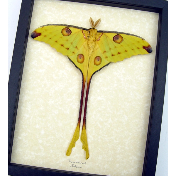 Resting Comet Moth 7 inch Wingspan Argema Mittrei Male Framed Moon Moth