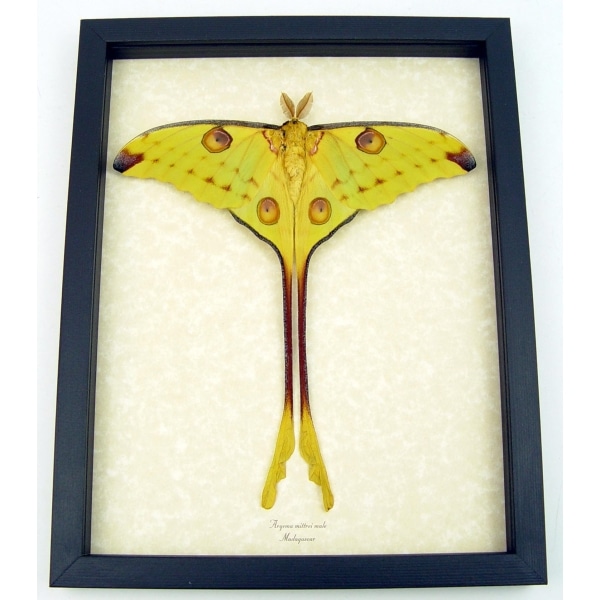 Resting Comet Moth Argema Mittrei Male Framed Moon Moth Taxidermy Display