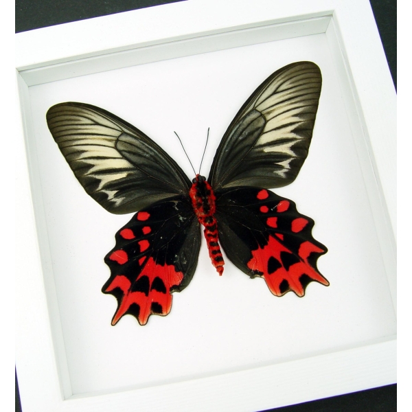 Atrophaneura semperi albofasciata Female XL Blood Red Vampire Butterfly Framed Taxidermy Vibrant White Display