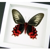 Atrophaneura semperi albofasciata Female XL Blood Red Vampire Butterfly Framed Taxidermy Vibrant White Display