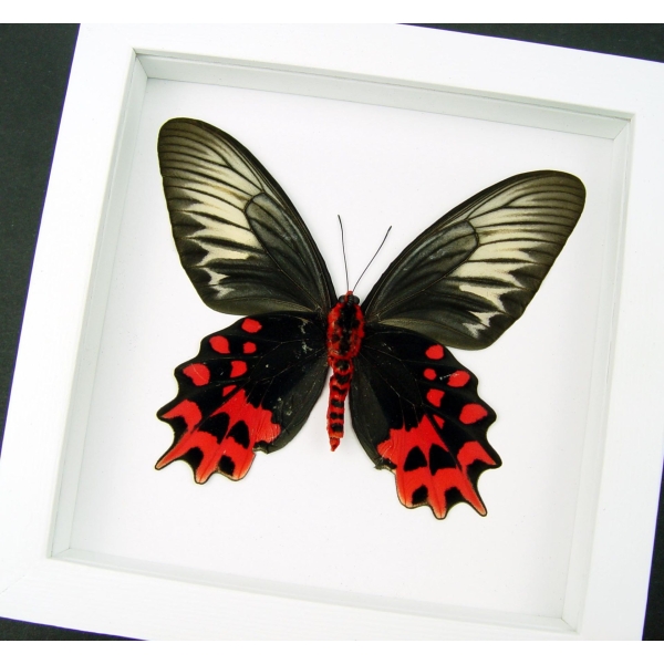 Atrophaneura semperi albofasciata Female XL Blood Red Vampire Butterfly Framed Taxidermy Vibrant White Display
