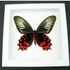 Atrophaneura semperi albofasciata Female XL Blood Red Vampire Butterfly Framed Taxidermy Vibrant White Display