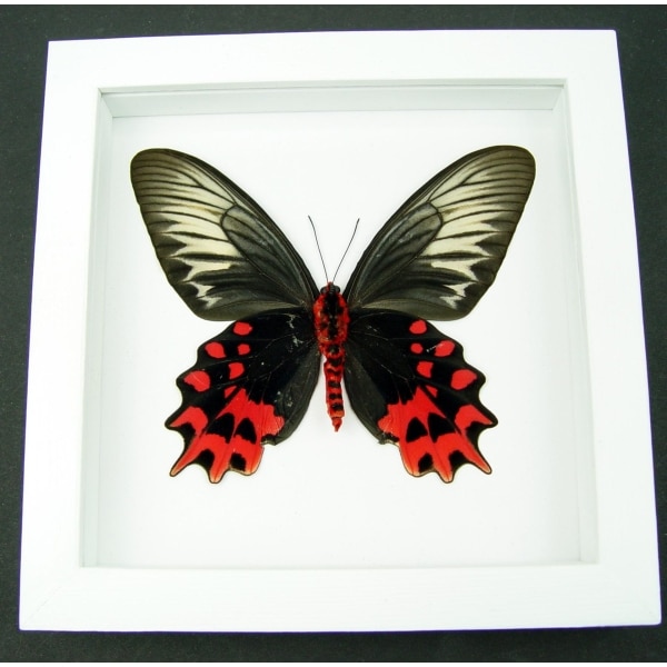 Atrophaneura semperi albofasciata Female XL Blood Red Vampire Butterfly Framed Taxidermy Vibrant White Display