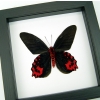 Atrophaneura semperi albofasciata Blood Red Vampire Butterfly Framed Taxidermy Classic Black Display