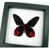 Atrophaneura semperi albofasciata Blood Red Vampire Butterfly Framed Taxidermy Classic Black Display