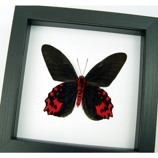 Atrophaneura semperi albofasciata Blood Red Vampire Butterfly Framed Taxidermy Classic Black Display