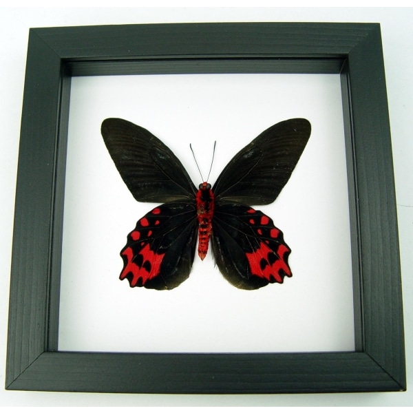 Atrophaneura semperi albofasciata Blood Red Vampire Butterfly Framed Taxidermy Classic Black Display