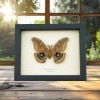 Antheraea polyphemus male Moth XL Real Framed Taxidermy Display