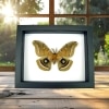 Antheraea polyphemus male Moth XL Real Framed Taxidermy Classic Black Display
