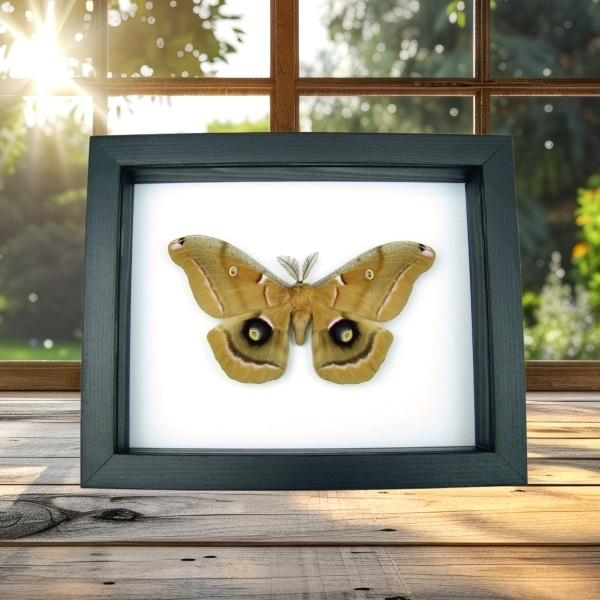 Resting Antheraea polyphemus male XL Real Framed Silk moth Classic Black Display