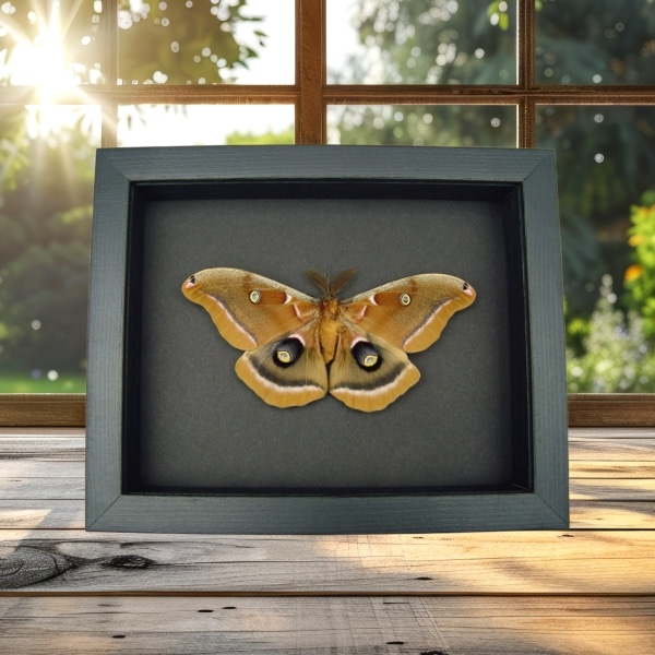 Antheraea polyphemus male Moth XL Resting Real Framed Taxidermy Moonlight Display