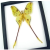 Giant Comet Moth Argema Mittrei Male Real Framed Taxidermy Classic Black Display