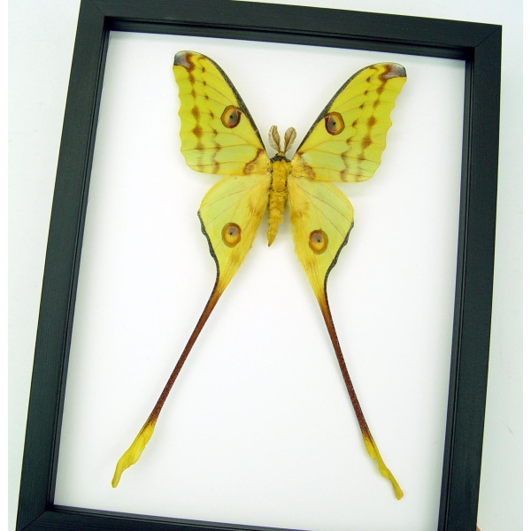 Giant Comet Moth Argema Mittrei Male Real Framed Taxidermy Classic Black Display