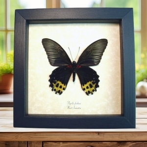 Papilio forbesi verso Black Gold Real Framed Butterfly Taxidermy Display