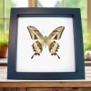 Papilio paeon verso Swallowtail Butterfly Classic Black Display Framed Taxidermy