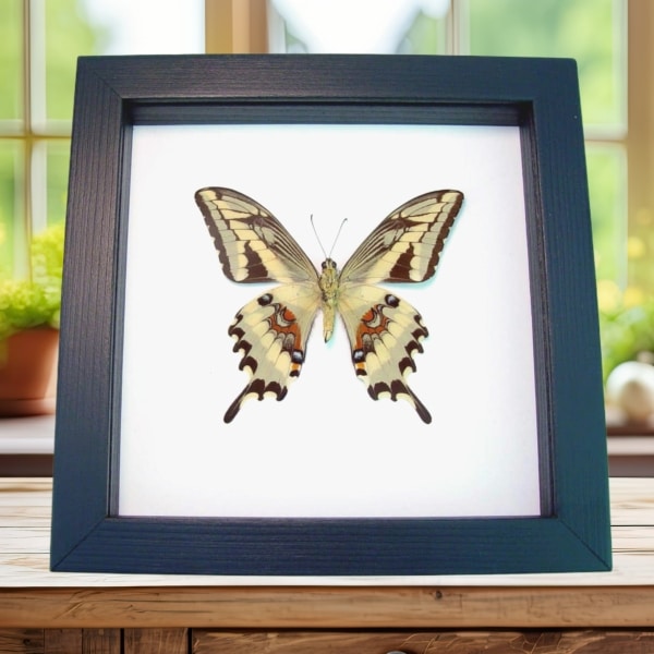 Papilio paeon verso Swallowtail Butterfly Classic Black Display Framed Taxidermy