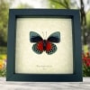 Rare Blood Red Butterfly Agrias beatifica lachaumei Verso Framed Peru Display