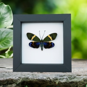 Framed Eterusia repleta Day Flying Moth Classic Black Display