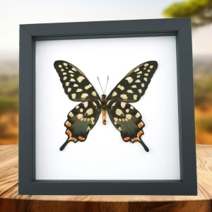 Giant Madagascar Swallowtail Butterfly Papilio antenor Female Framed Taxidermy Classic Black Display