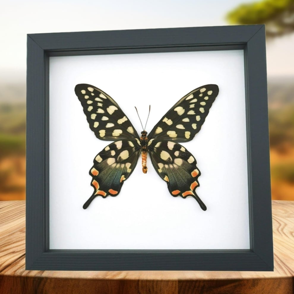 Giant Madagascar Swallowtail Butterfly Papilio antenor Female Framed Taxidermy Classic Black Display Giant Madagascar Swallowtail Butterfly Papilio antenor Female Framed Taxidermy Classic Black Display
