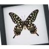 Papilio antenor Female Verso Madagascar Giant Swallowtail Butterfly Classic Black Display Framed Taxidermy