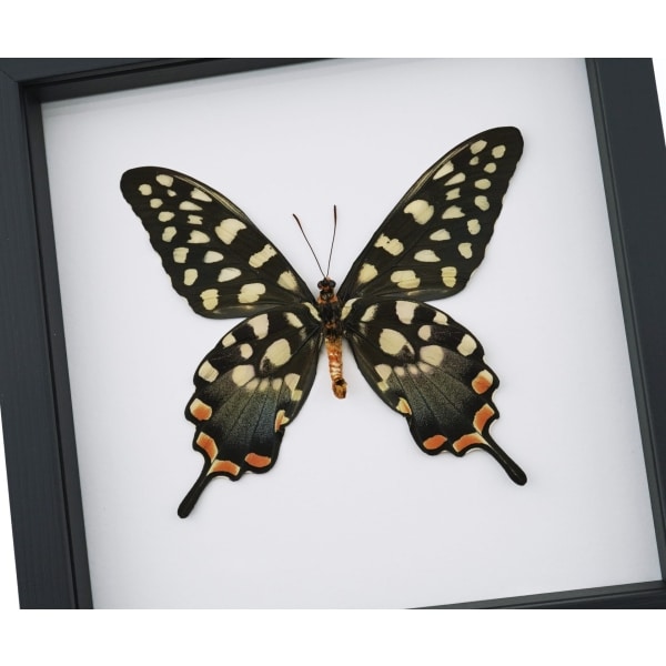 Papilio antenor Female Verso Madagascar Giant Swallowtail Butterfly Classic Black Display Framed Taxidermy