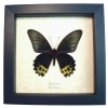 Papilio forbesi verso Black Gold Real Framed Butterfly Taxidermy Display
