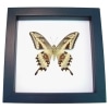 Papilio paeon verso Swallowtail Butterfly Classic Black Display Framed Taxidermy