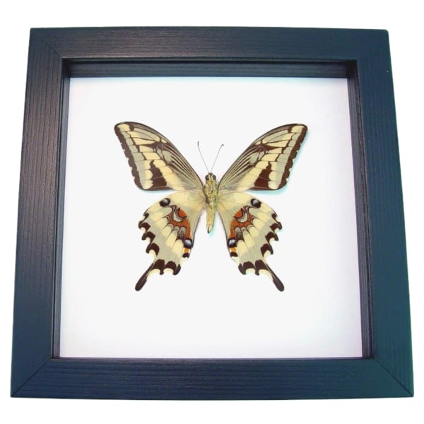 Papilio paeon verso Swallowtail Butterfly Classic Black Display Framed Taxidermy