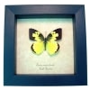 Zerene cesonia Female Southern Dogface Butterfly Framed Taxidermy