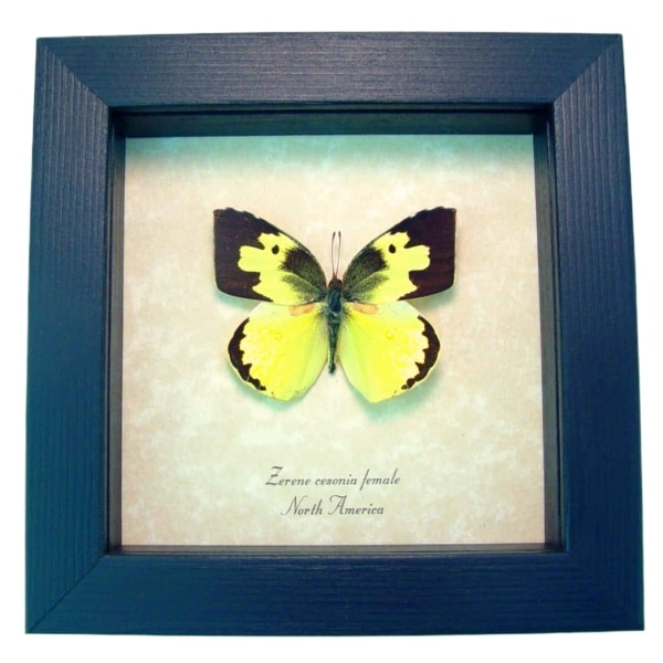 Zerene cesonia Female Southern Dogface Butterfly Framed Taxidermy