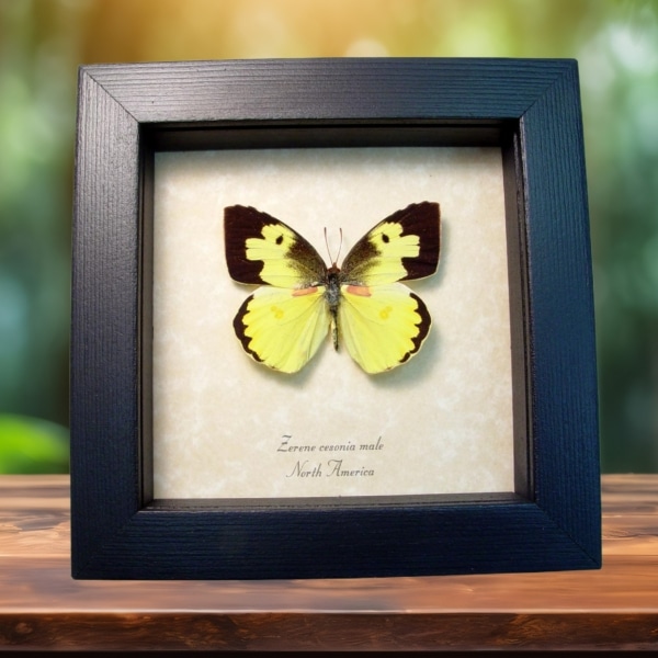 Zerene cesonia Male Southern Dogface Butterfly Framed Taxidermy