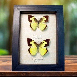 Real Framed Southern Dogface Butterflies Zerene cesonia Pair Butterfly Taxidermy Display