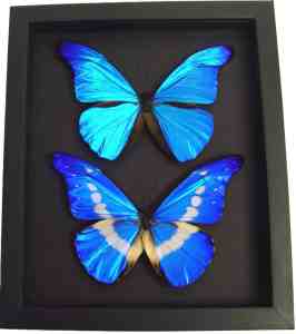 Blue Morpho Helena Rhetenor Butterfly Collection Moonlight Display Framed Taxidermy